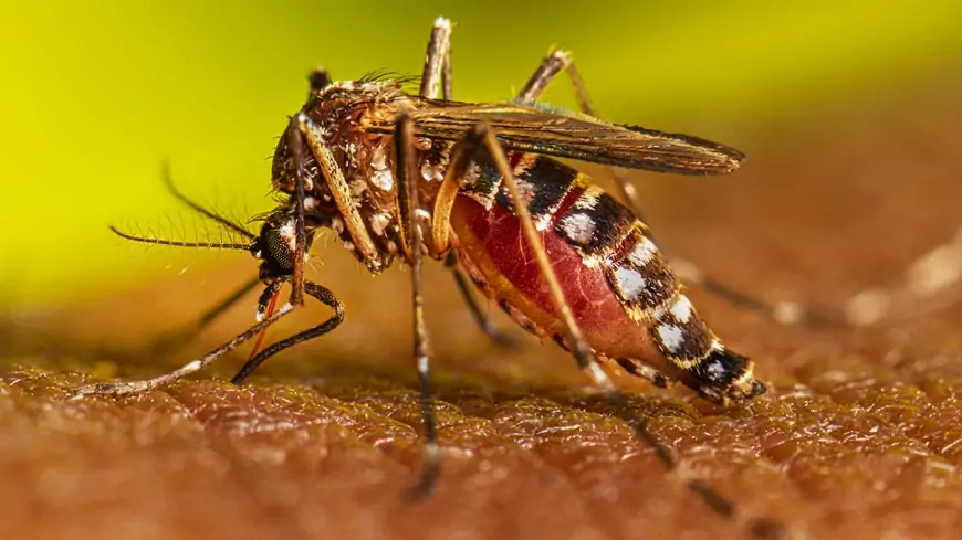 Brasil, Argentina y Paraguay, los países más afectados por el dengue