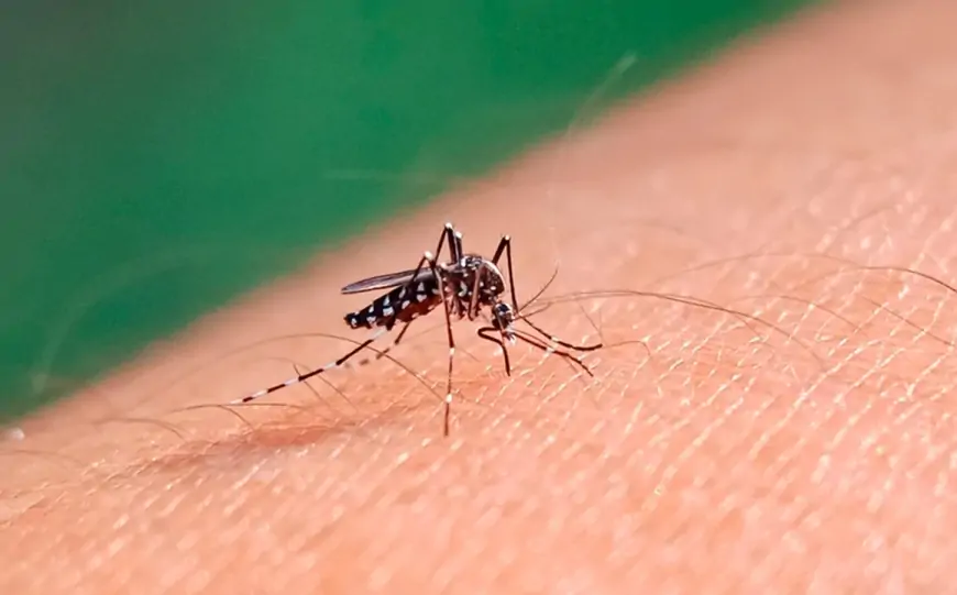 Dengue: murió un adolescente en Catamarca