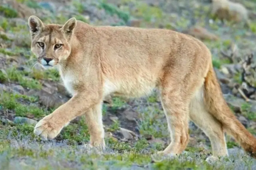 Pánico en Aeroparque por un puma suelto