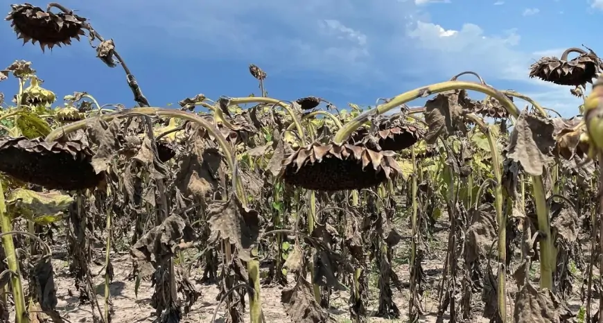 Advierten por el impacto del cambio climático en el PBI de América Latina